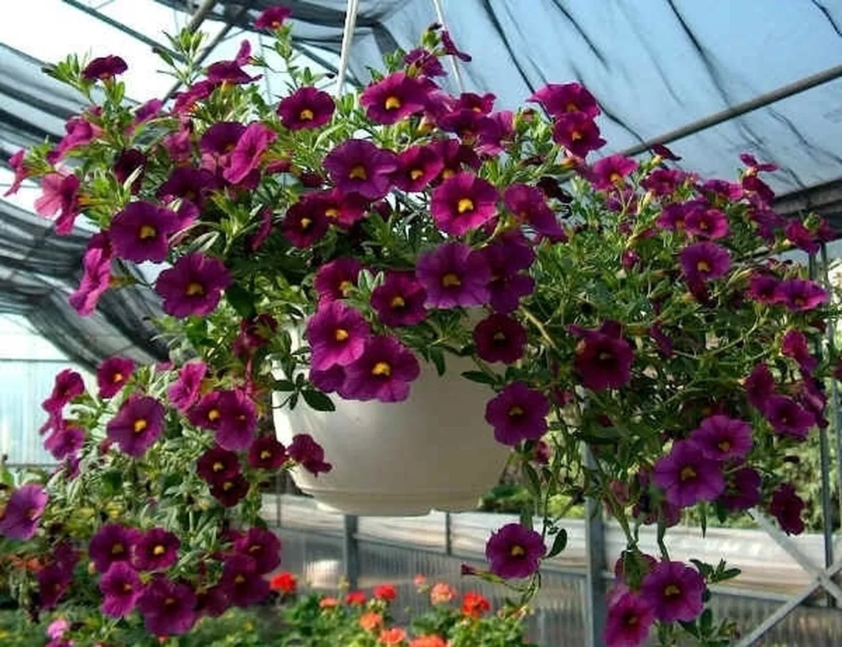 significato petunia
