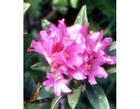 significato rododendro-1