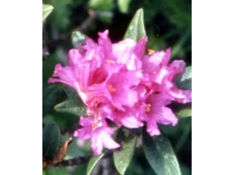significato rododendro-1