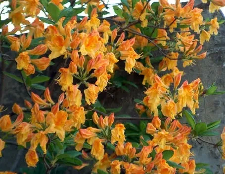 significato rododendro-4
