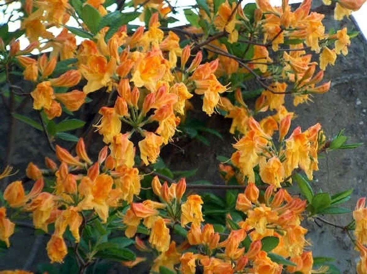 significato rododendro-4