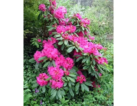 significato rododendro-5