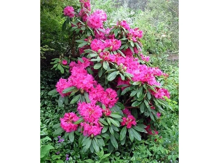significato rododendro-5