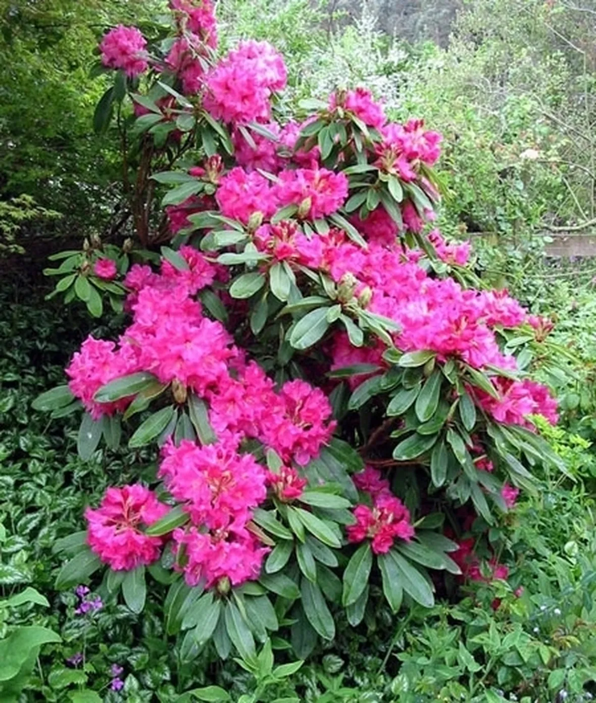 significato rododendro-5