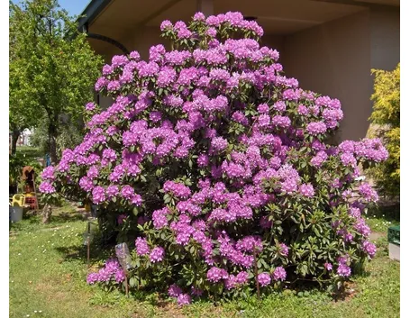 significato rododendro-6