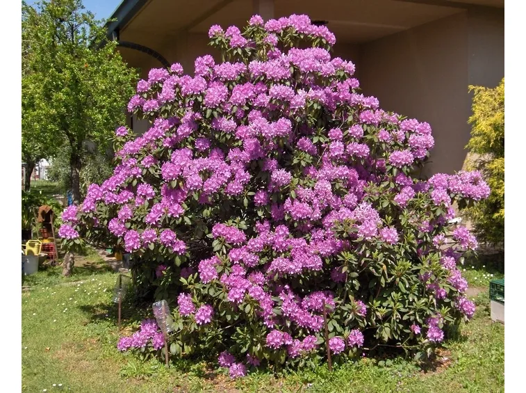significato rododendro-6