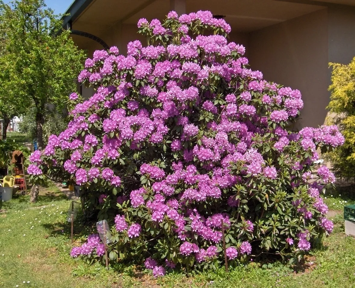 significato rododendro-6