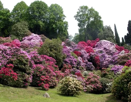 significato rododendro-7