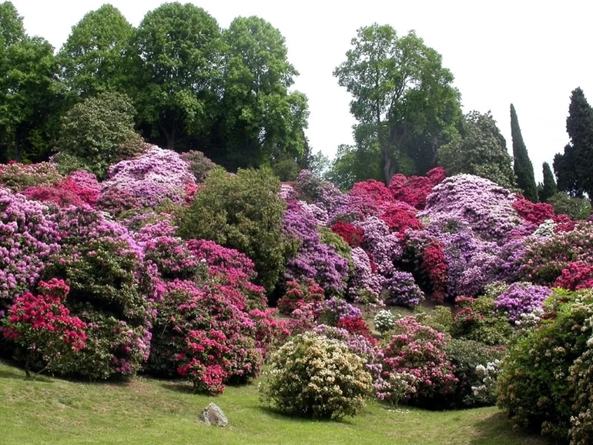 significato rododendro-7