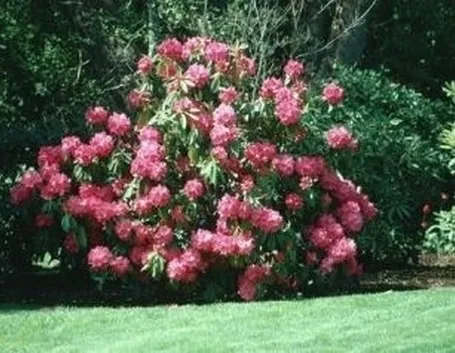 significato rododendro-9