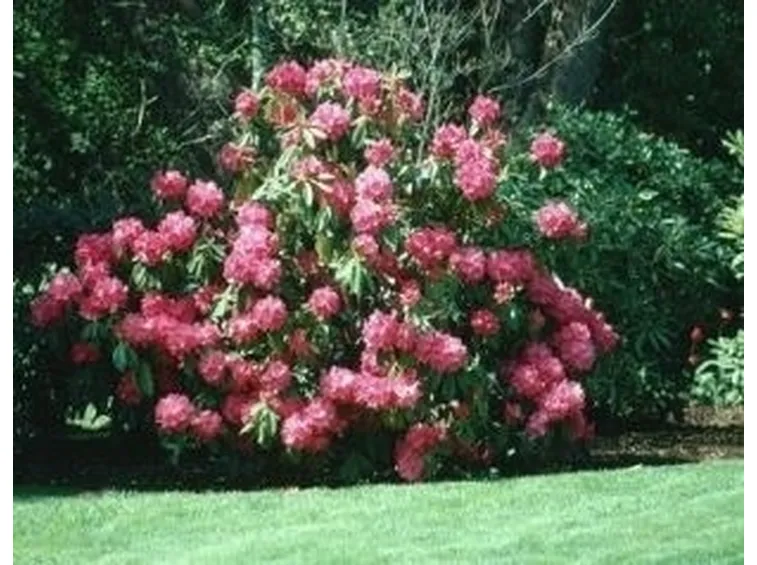 significato rododendro-9