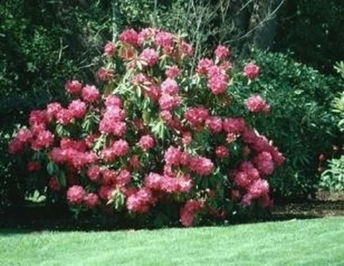 significato rododendro-9