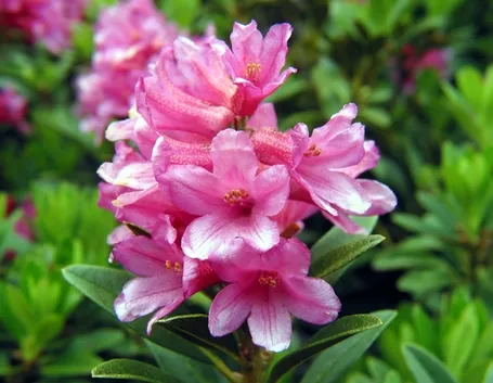 significato rododendro