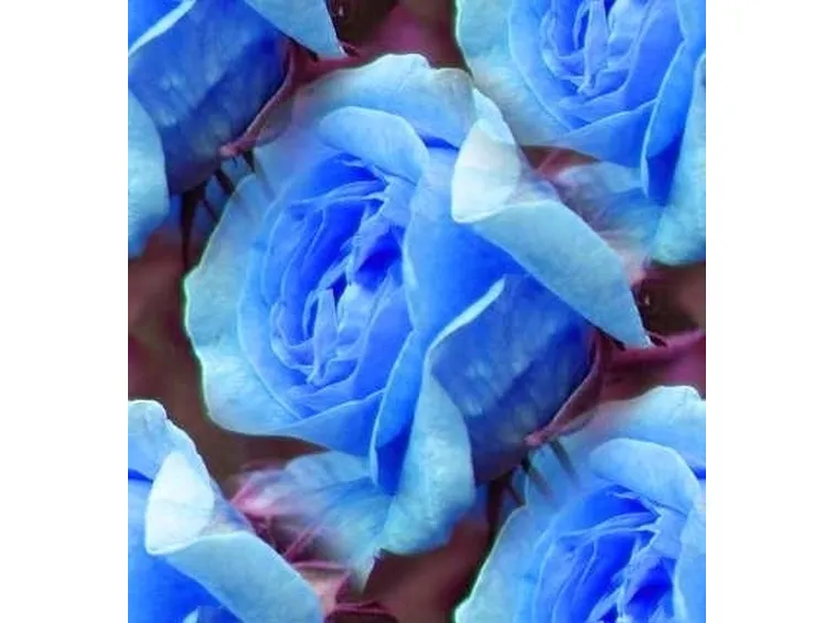 significato rosa blu