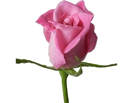 significato rosa rosa