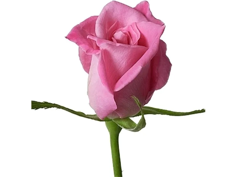 significato rosa rosa