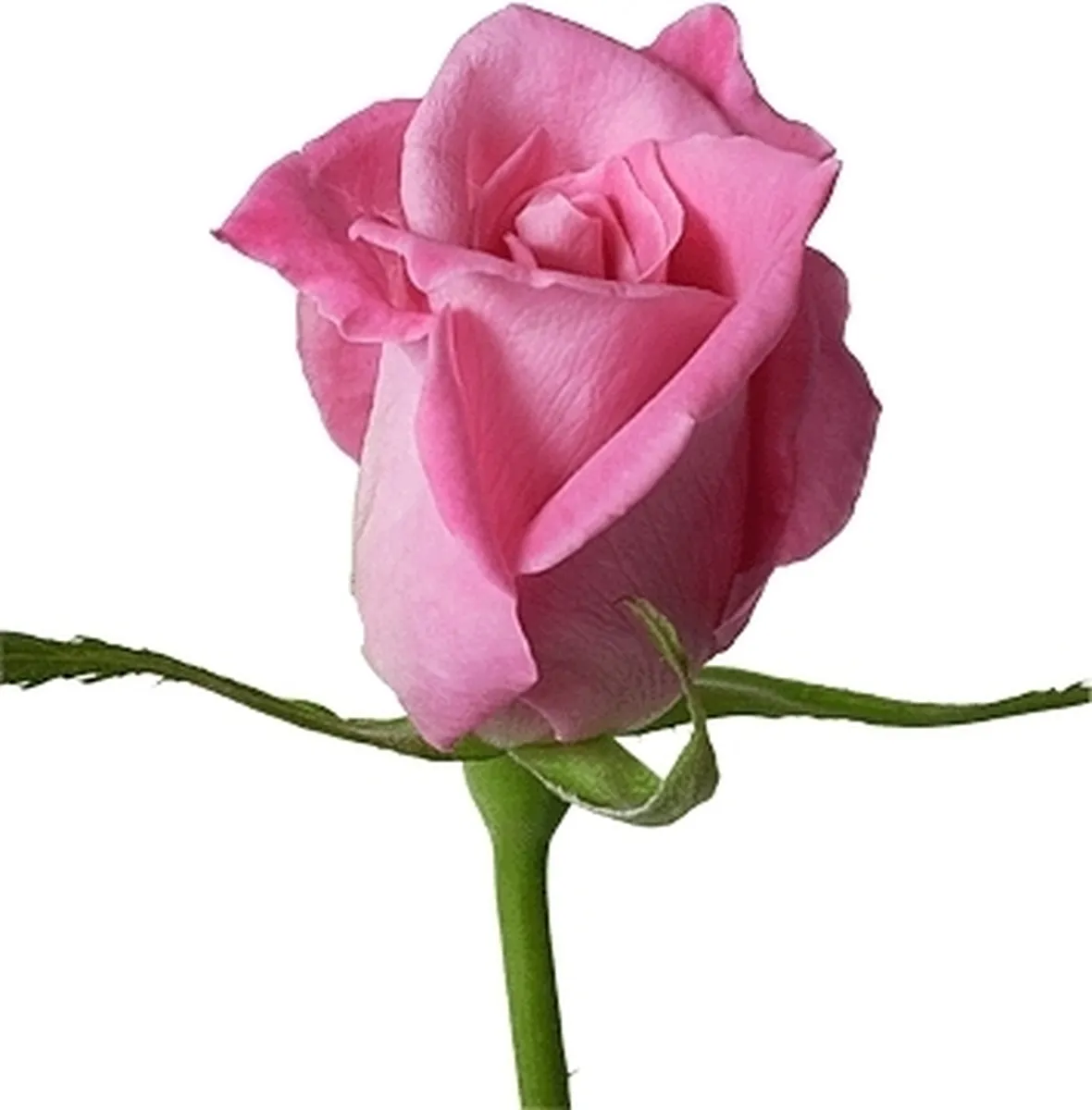 significato rosa rosa