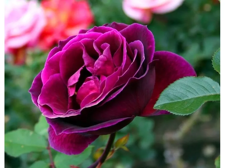 significato rosa viola