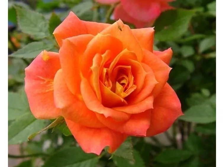 significato rose arancioni