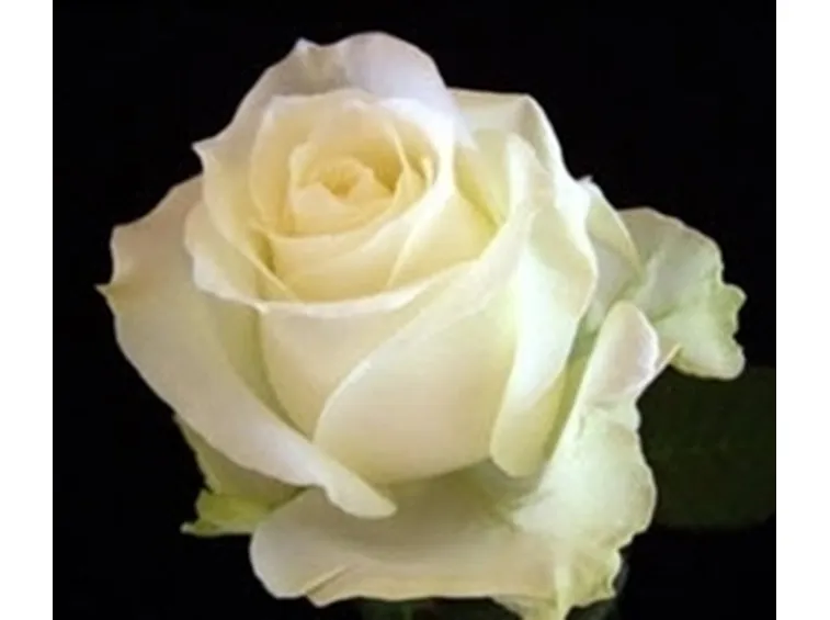 significato rose bianche