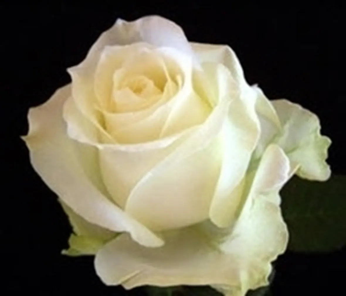 significato rose bianche