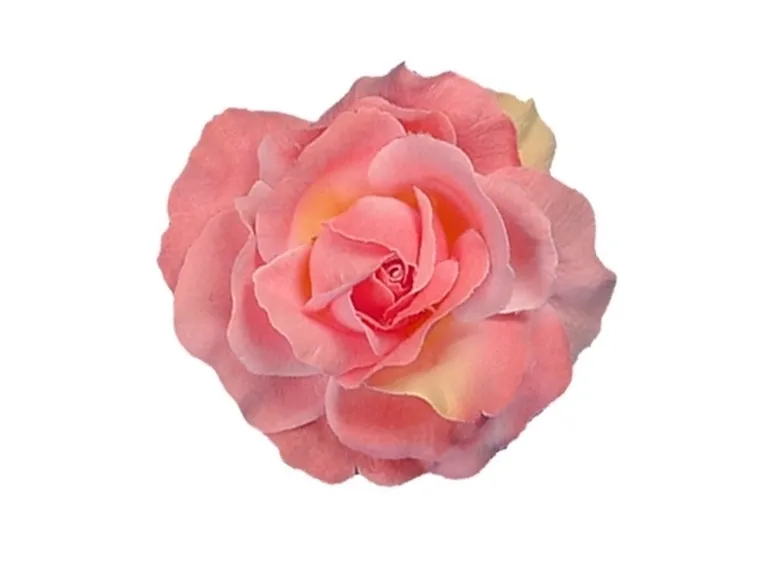 significato rose rosa