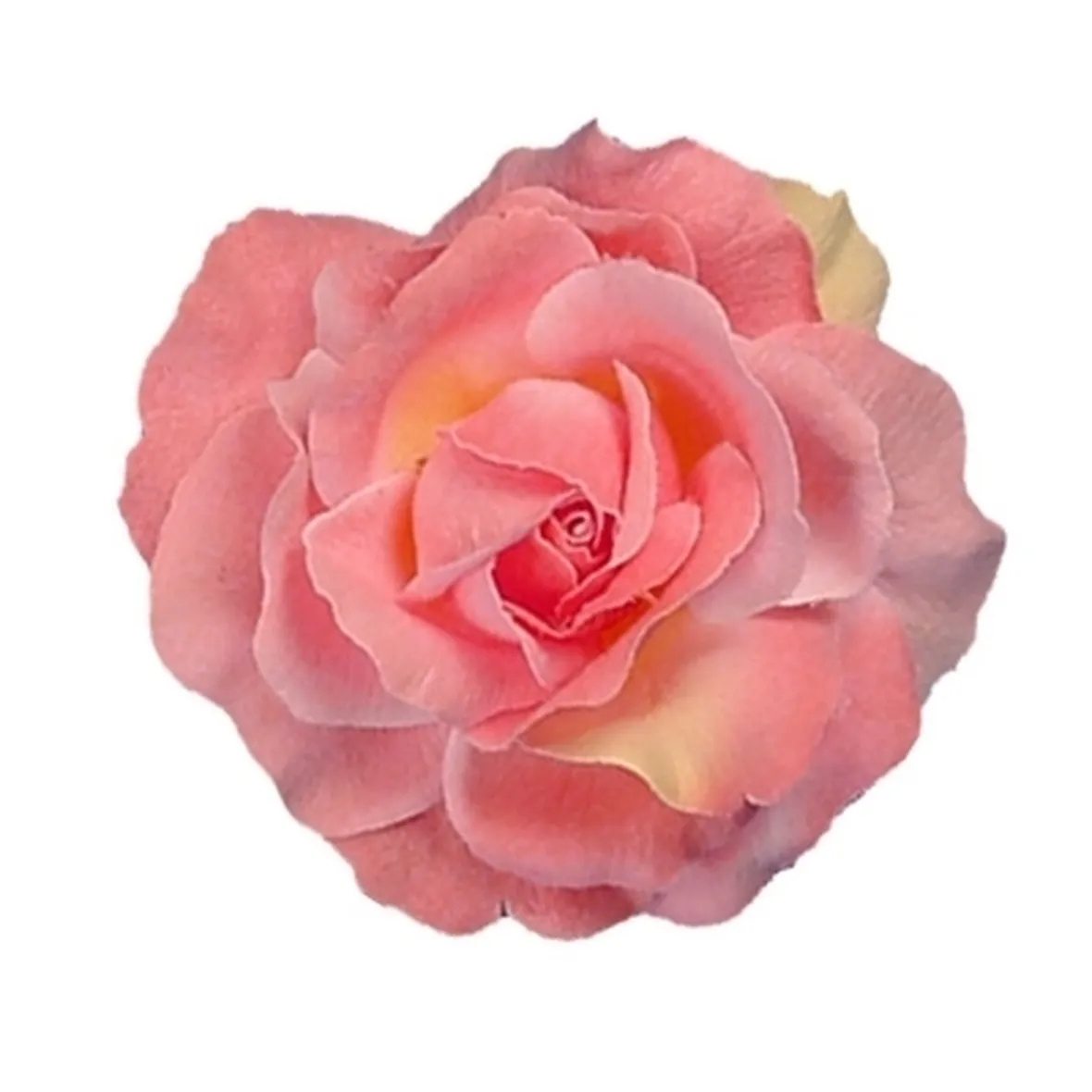 significato rose rosa