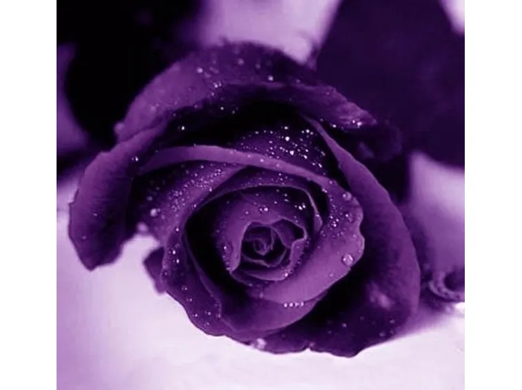 significato rose viola
