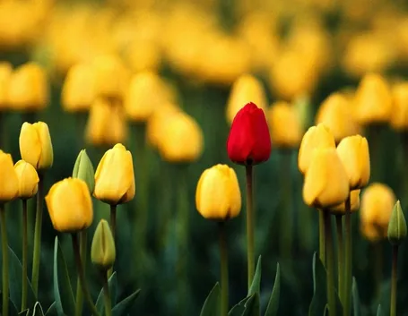 significato tulipano