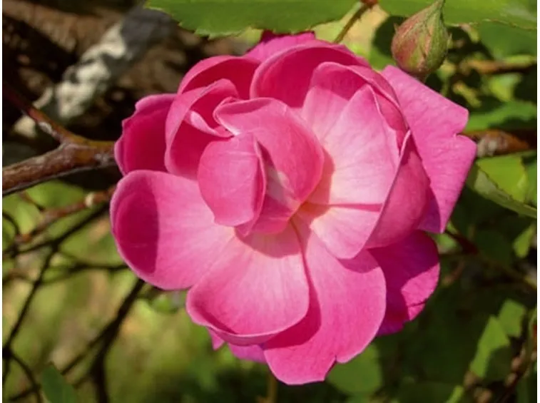 Una rosa inglese in un giardino italiano