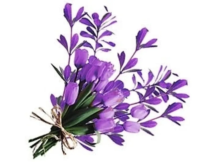 Viola mammola per arredo terrazzo