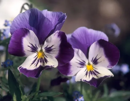 Violaciocca - Matthiola incana 