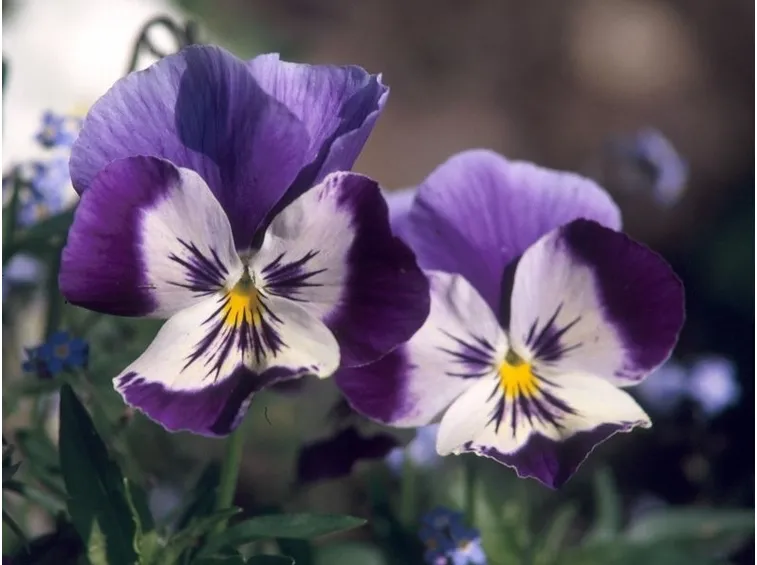 Violaciocca - Matthiola incana 