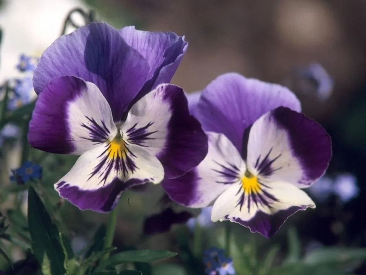 Violaciocca - Matthiola incana 