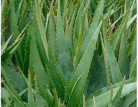 aloe cura-2