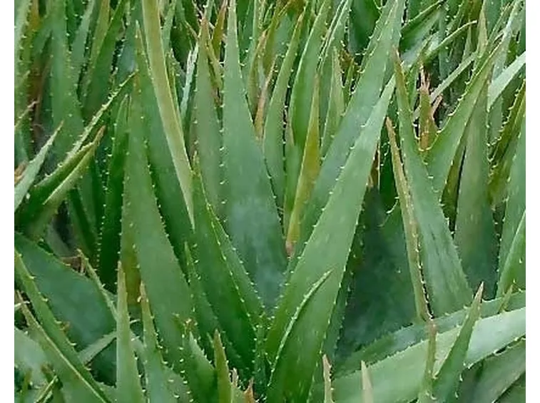 aloe cura-2