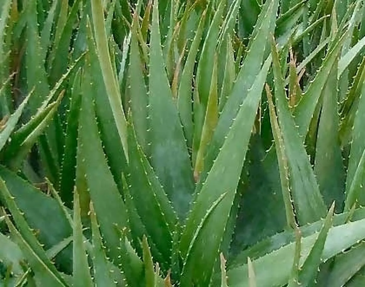 aloe cura-2
