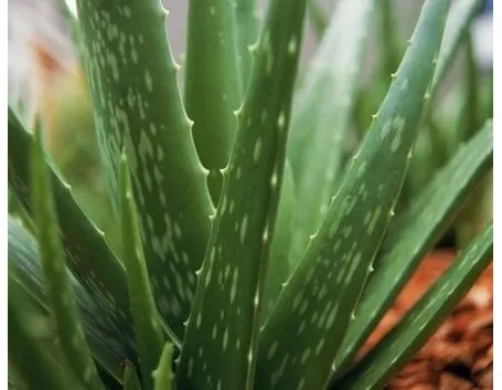 aloe cura-3