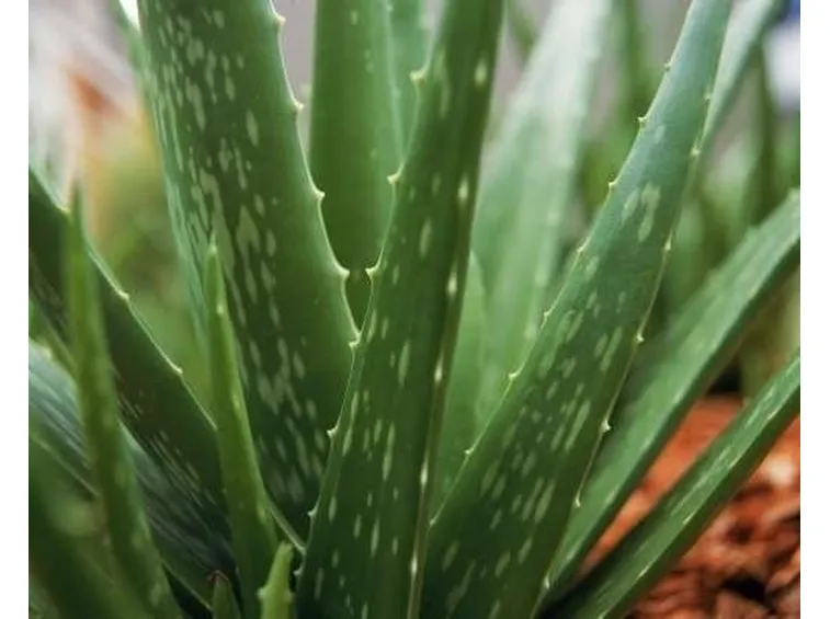 aloe cura-3