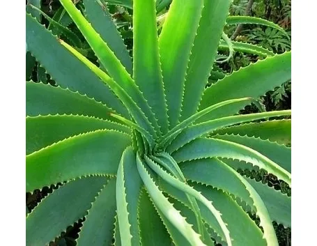 aloe cura-4