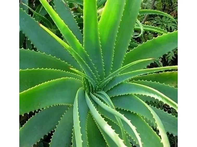 aloe cura-4