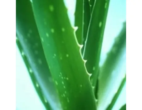 aloe cura-5