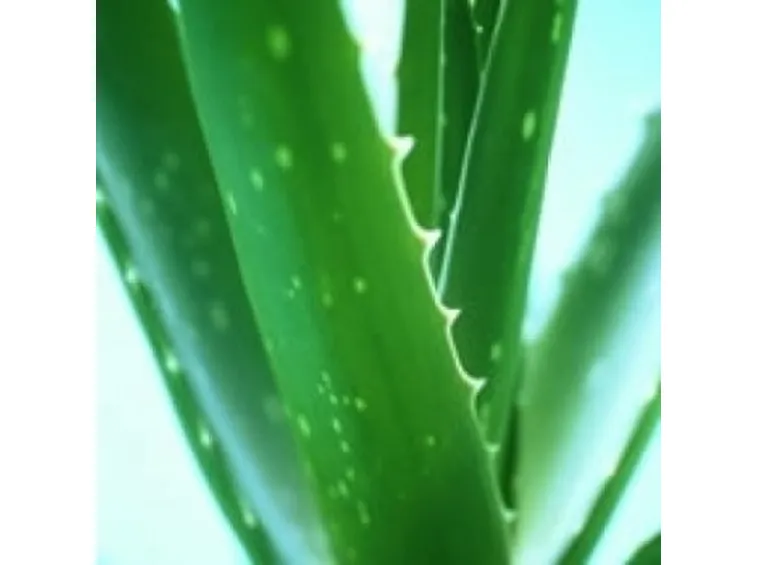aloe cura-5