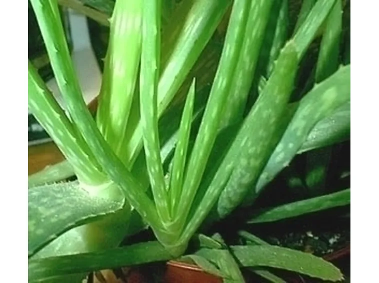 aloe cura-9