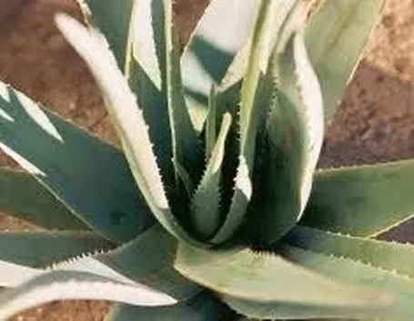 aloe cura