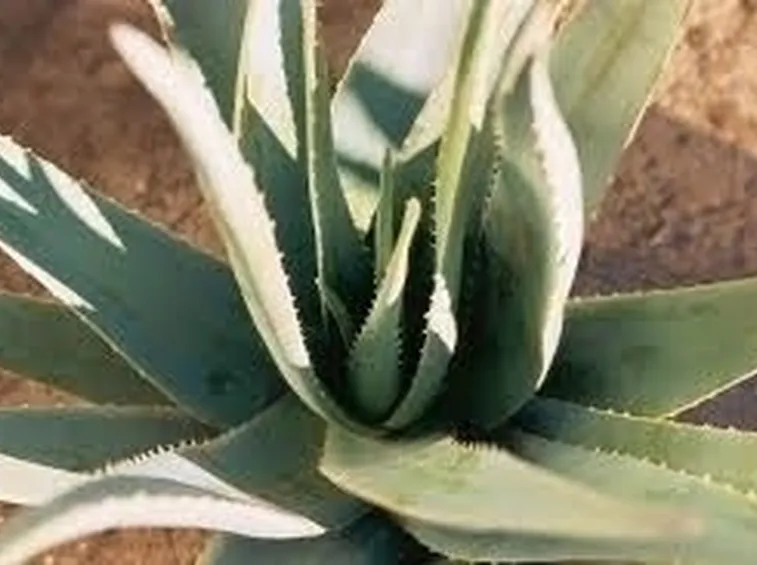 aloe cura