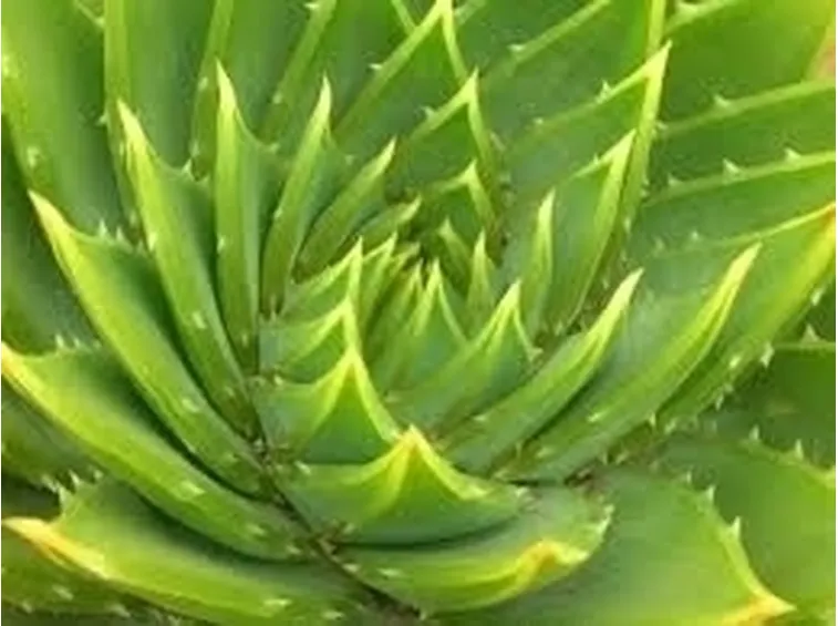 aloe pianta-2