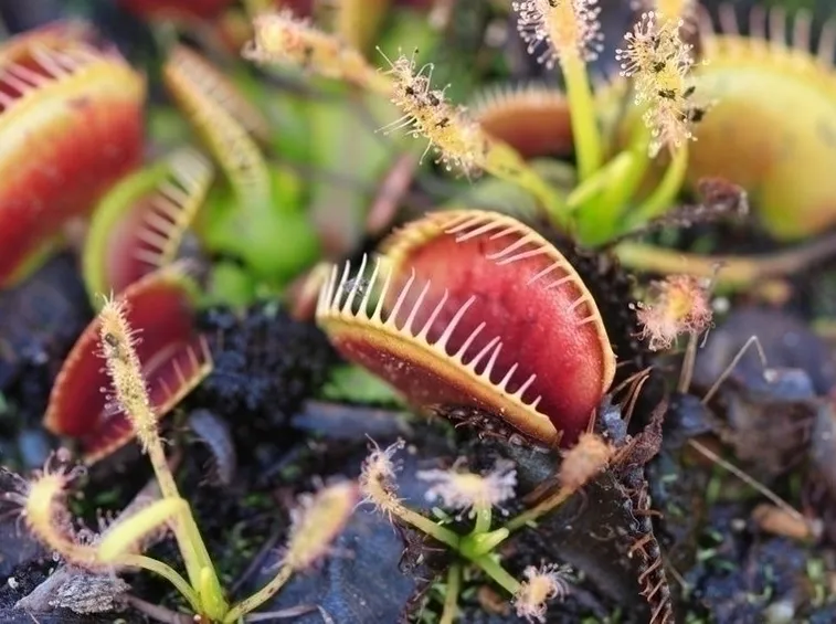 Come usare la  pianta di aloe