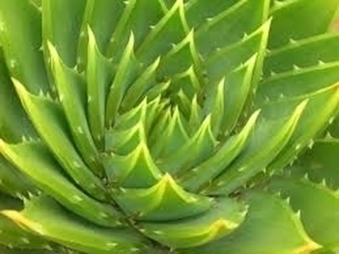 aloe pianta-2