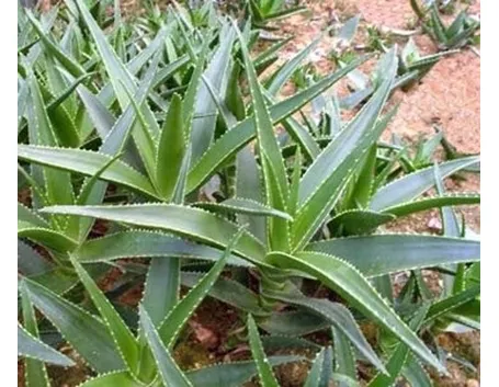aloe pianta-3